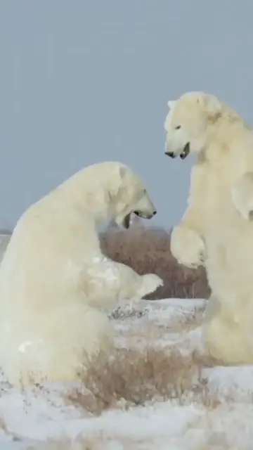 Video thumbnail for Polar bears playing