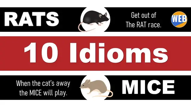 Video thumbnail for Learn 10 Idioms with 🐀Rats and 🐁Mice (Are they different?)