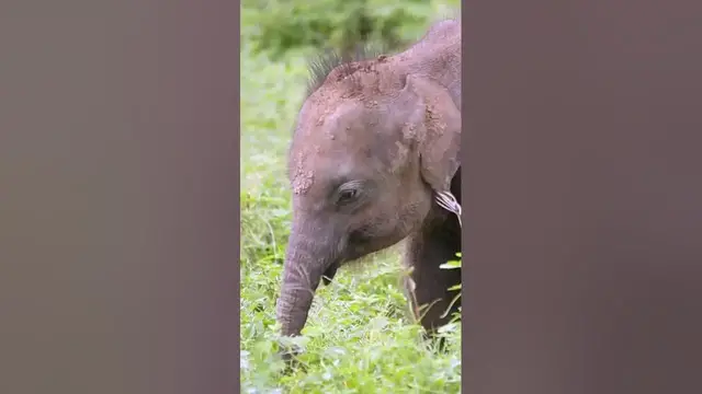Video thumbnail for Baby Elephant | Udawalawe national park safari #shorts