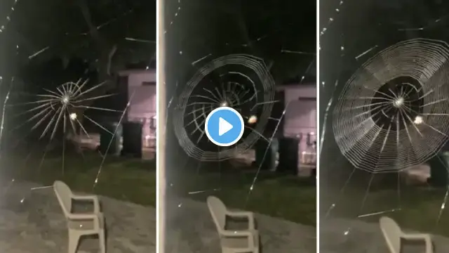 'Video thumbnail for The Spider Weaves its Web at Machine Speed'
