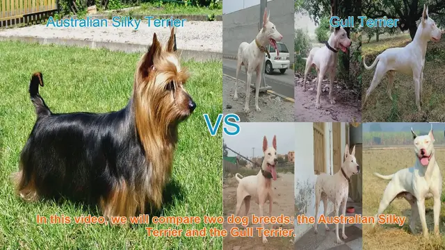 Video thumbnail for Comparing Australian Silky Terrier and Gull Terrier: A Comprehensive Guide