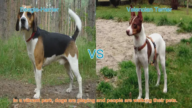 Video thumbnail for Comparing Beagle-Harrier and Valencian Terrier: A Guide to Choosing the Right Breed