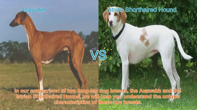 Video thumbnail for Comparing Azawakh and Istrian Shorthaired Hound: Unique Characteristics Unveiled