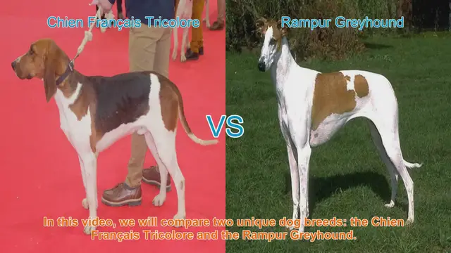 Video thumbnail for Comparing Chien Français Tricolore and Rampur Greyhound: Traits and Characteristics