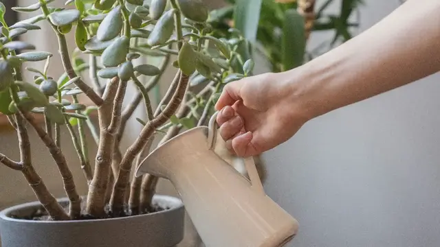 Video thumbnail for Lawn disease prevention