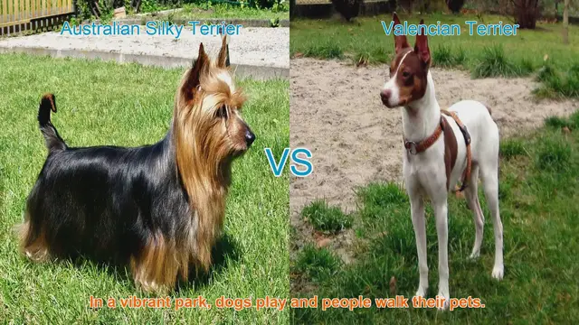 Video thumbnail for Comparing Australian Silky Terrier and Valencian Terrier: A Dog Lover's Guide