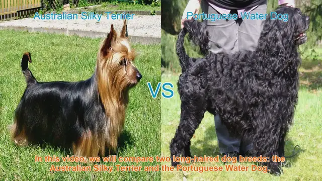 Video thumbnail for Comparing Australian Silky Terrier and Portuguese Water Dog: Breeds Unleashed