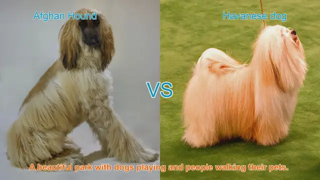 Video thumbnail for Afghan Hound vs. Havanese Dog: A Comparison of Two Distinct Breeds