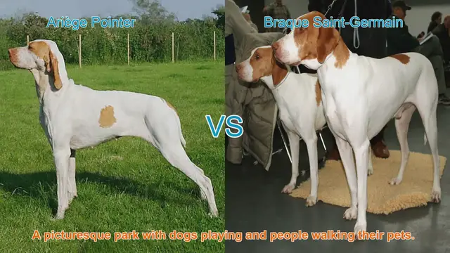 Video thumbnail for Ariège Pointer vs. Braque Saint-Germain: A Comparative Guide