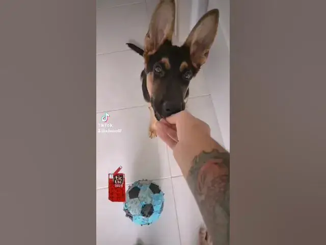 Video thumbnail for the #puppy #dog #love #morning after #pill #dog #gsdpuppy #gsd #germanshepherd #happydog #happy