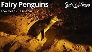 'Video thumbnail for Low Head - Fairy Penguins in Tasmania - Australia'