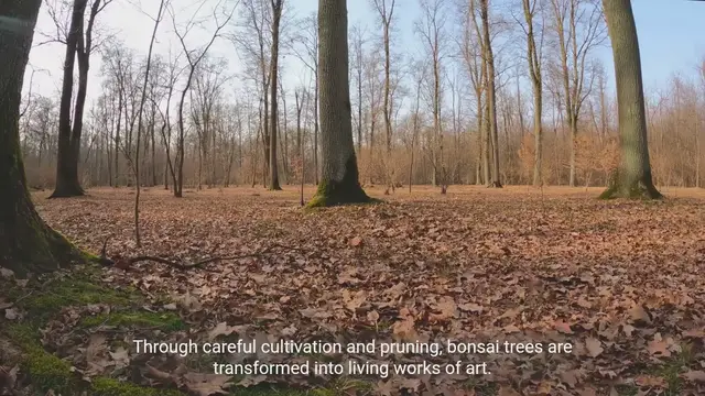 Video thumbnail for Discover the Art of Bonsai: A Meditative and Artistic Hobby