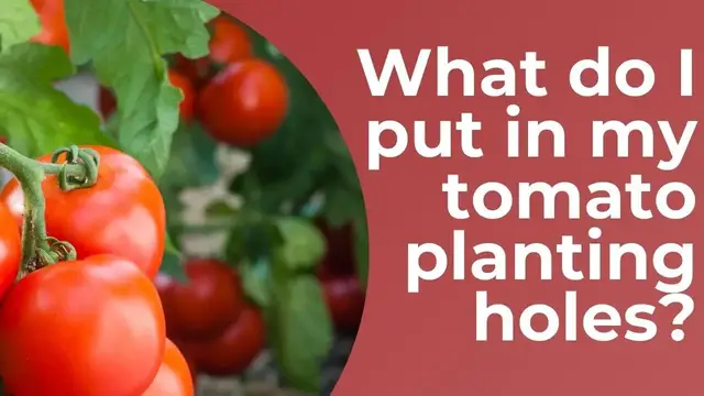 'Video thumbnail for What Do I Put In My Tomato Planting Holes? | Transplanting Tomatoes | Garden Chat | Gardening Tips'