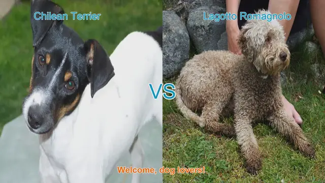 Video thumbnail for Chilean Terrier vs. Lagotto Romagnolo: A Comprehensive Comparison