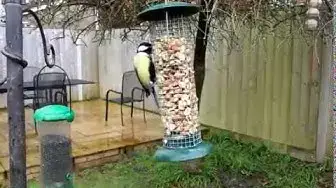 Video thumbnail for Great Tit on Bird Feeder