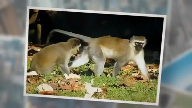 'Video thumbnail for What Do Vervet Monkeys Eat?: A Comprehensive Guide!'