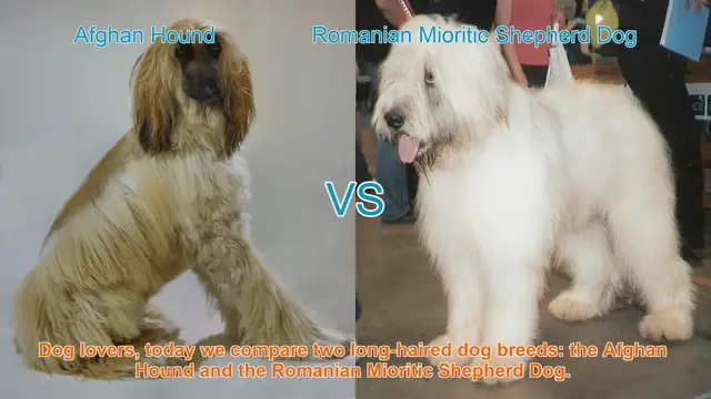 Video thumbnail for Afghan Hound vs. Romanian Mioritic Shepherd Dog: A Comparison of Long-Haired Breeds