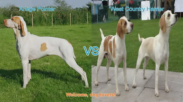 Video thumbnail for Ariège Pointer vs. West Country Harrier: A Breed Comparison