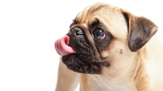 Video thumbnail for Mops – niewielkich rozmiarów rasa towarzysząca, ozdobna. Poznaj ją bliżej!