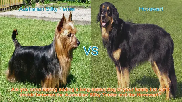 Video thumbnail for Australian Silky Terrier vs. Hovawart: A Comprehensive Breed Comparison