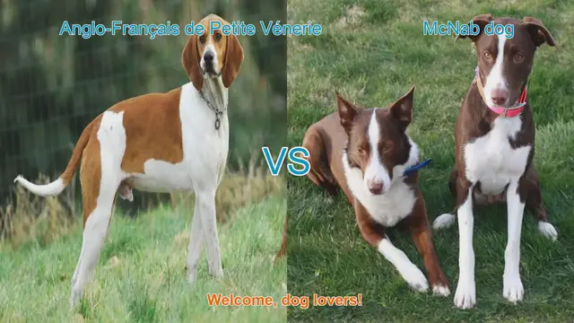Video thumbnail for Dog Breed Showdown: Anglo-Français de Petite Vénerie vs. McNab Dog