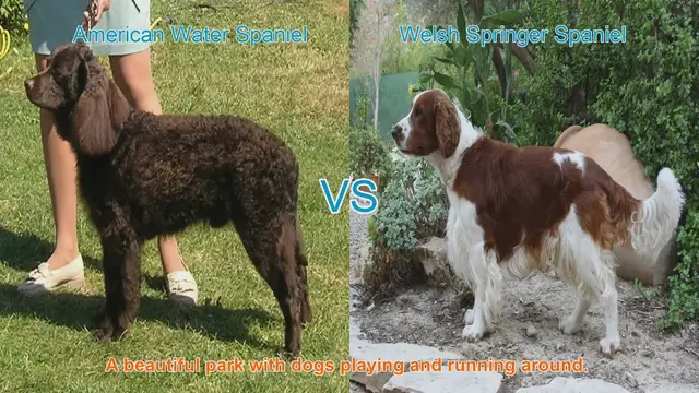 Video thumbnail for American Water Spaniel vs. Welsh Springer Spaniel: A Breed Comparison