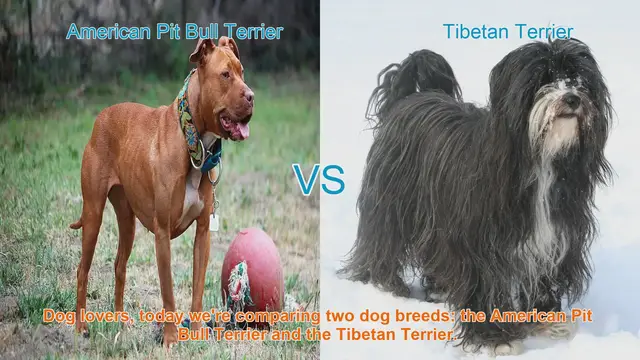 Video thumbnail for American Pit Bull Terrier vs. Tibetan Terrier: A Comparison