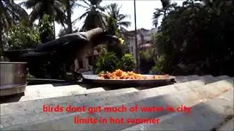 Video thumbnail for Feeding the birds in India/Feeding the crow.