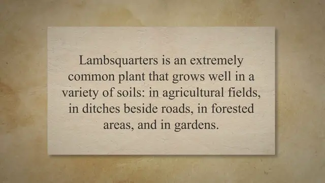 Video thumbnail for Lambsquarters: Weed Or Valuable Garden Plant?