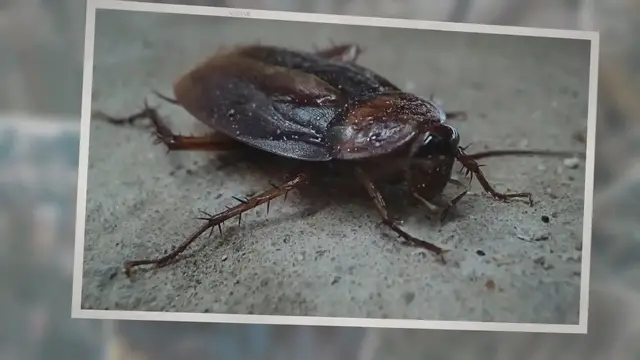 Video thumbnail for How To Control And Eliminate These 9 Common Household Pests