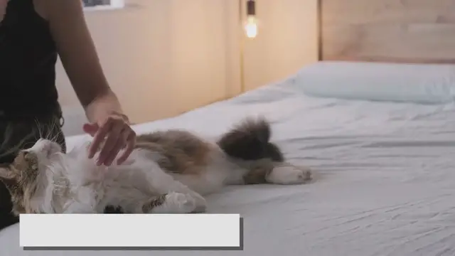 Video thumbnail for The Cuddly Nature of Ragdoll Cats: A Deep Dive into their Affectionate Behavior