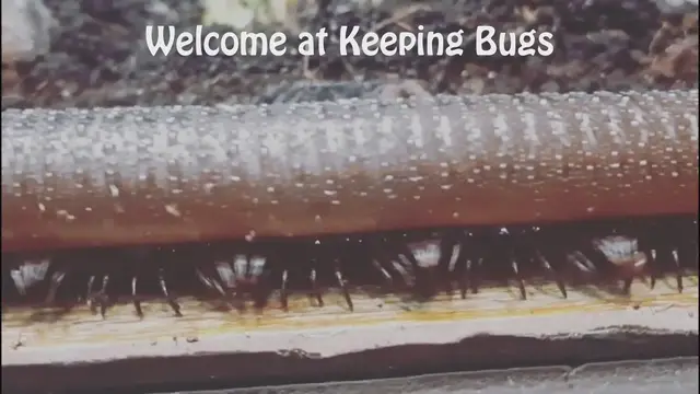 Video thumbnail for Keeping Bugs Website