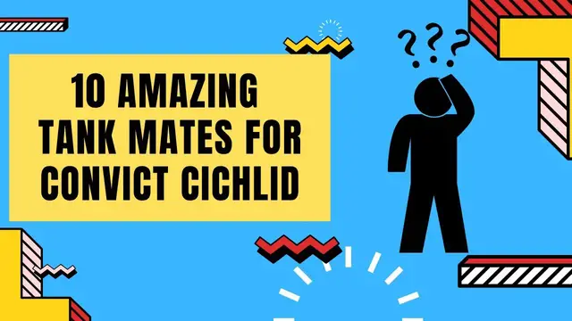 'Video thumbnail for 10 Amazing Convict cichlid tank mates'
