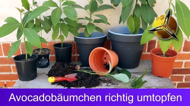 Video thumbnail for Avocado Pflanze richtig umtopfen