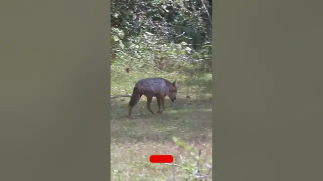 Video thumbnail for golden jackal (Canis aureus) #shorts