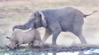 Video thumbnail for Elephant Tramples Rhino & Baby!