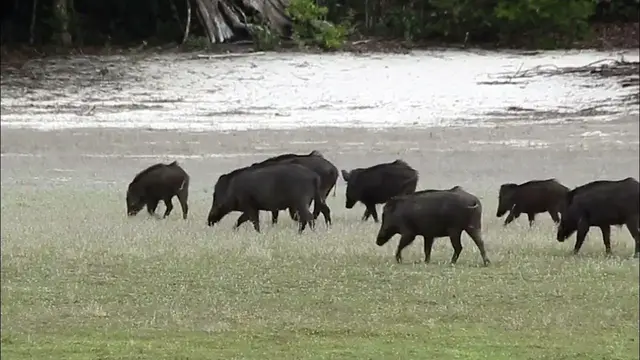 Video thumbnail for Wild Boar  (Pig) Herd Running | Wilpattu National Park | Sri Lanka