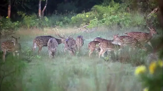 Video thumbnail for Spotted Deer / Chital deer herd  in a beautiful landscape