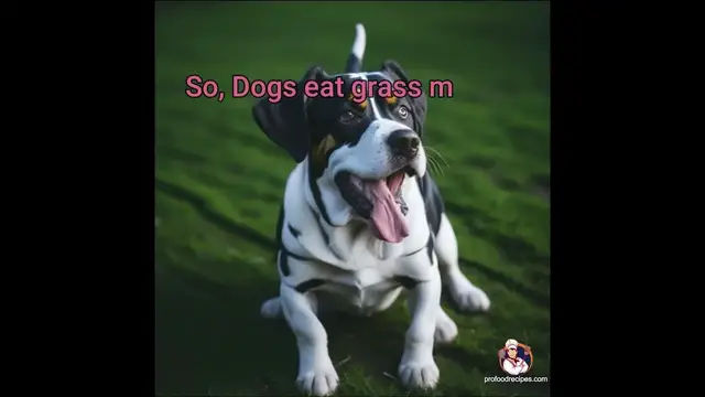 Video thumbnail for Why Do Dogs Eat Grass Outdoors?