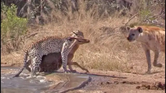 Video thumbnail for Hyena Indirectly Saves Impala from Leopard
