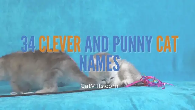 'Video thumbnail for 34 CLEVER AND PUNNY CAT NAMES'