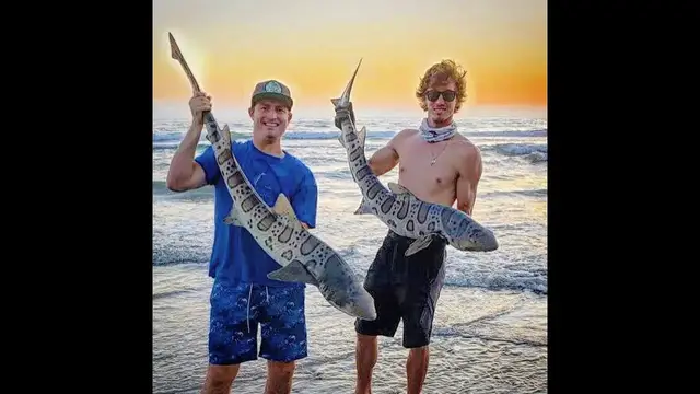 'Video thumbnail for Leopard Shark Fishing! How to Catch Big Sharks from the Beach'