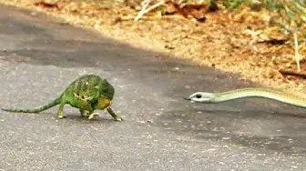 Video thumbnail for Boomslang Snake Kills a Chameleon Quickly & Swiftly
