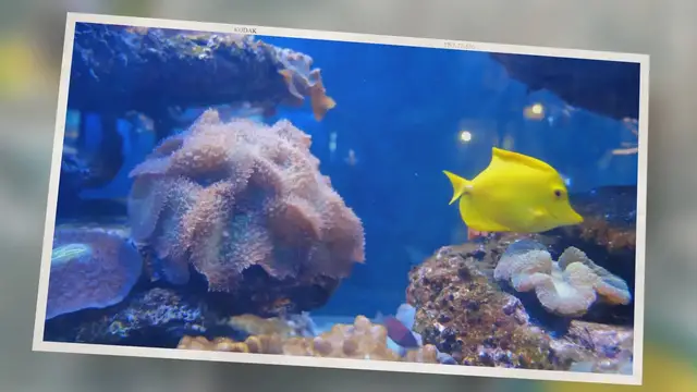 Video thumbnail for Swim Bladder Disease: Signs Your Fish Is Sick (And How To Treat)
