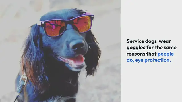 'Video thumbnail for Why Do Service Dogs Wear Goggles?'