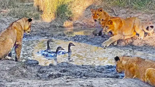 Video thumbnail for Lion Cubs Play Whack A Mole with Geese