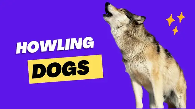 Video thumbnail for DOGS HOWLING to make your Dog Howl
