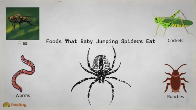 Video thumbnail for What Do Baby Jumping Spiders Eat?