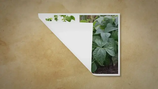 Video thumbnail for Pole Beans Or Bush Beans: Which Should I Be Growing?