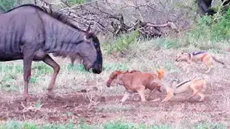 Video thumbnail for Battle Between Jackals & Wildebeest Mother over Baby
